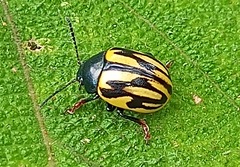 Leptinotarsa flavitarsis