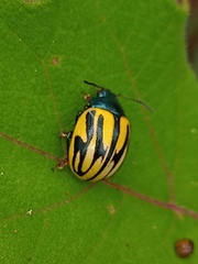 Leptinotarsa flavitarsis