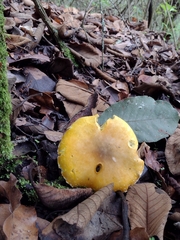 Floccularia luteovirens