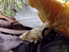 Floccularia luteovirens