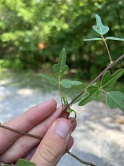 Strophostyles helvola missouriensis