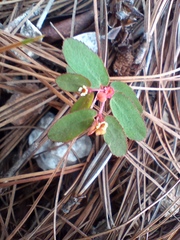 Euphorbia thymifolia