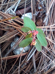 Euphorbia thymifolia