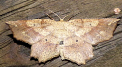 Euchlaena pectinaria