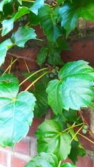 Parthenocissus tricuspidata