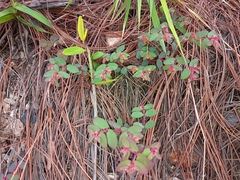 Euphorbia thymifolia