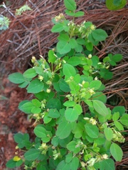 Oxalis frutescens