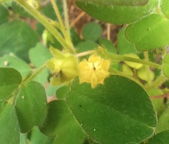 Oxalis frutescens