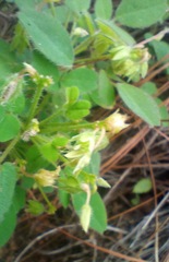 Oxalis frutescens