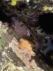 Bunodosoma granuliferum