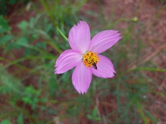 Cosmos crithmifolius