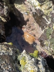 Bunodosoma granuliferum