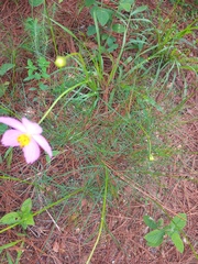 Cosmos crithmifolius