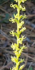 Platanthera colemanii