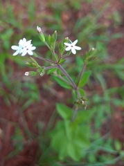 Stevia rebaudiana