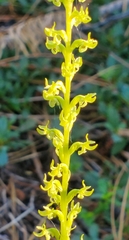 Platanthera colemanii