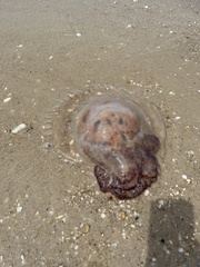 Rhopilema verrilli