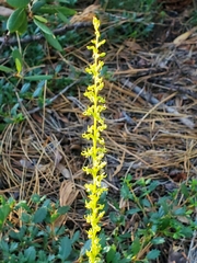 Platanthera colemanii