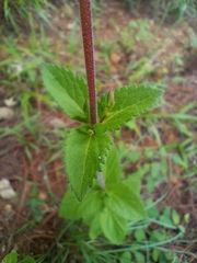 Stevia rebaudiana