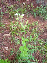 Stevia rebaudiana