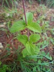 Stevia rebaudiana