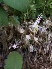 Aquilegia micrantha