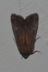Apamea scoparia