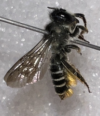 Megachile relativa