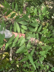 Apocynum × floribundum