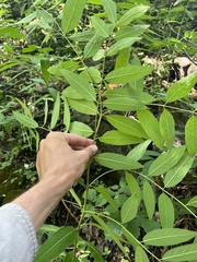 Apocynum × floribundum