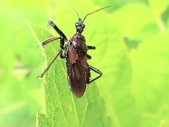 Apiomerus longispinis