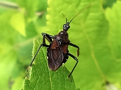 Apiomerus longispinis
