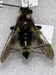 Laphria posticata