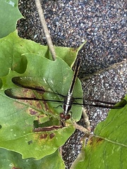 Libellula flavida