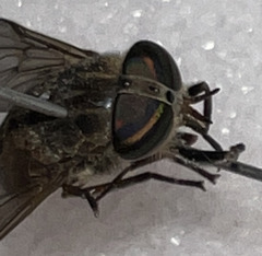 Hybomitra trepida