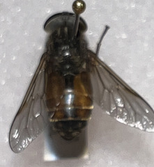 Hybomitra trepida