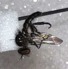Holopogon phaeonotus