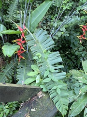 Heliconia platystachys