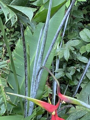 Heliconia platystachys