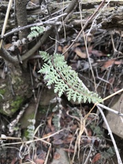 Cheilanthes hypoleuca