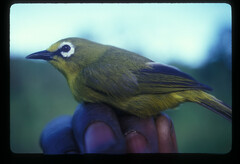 Zosterops senegalensis