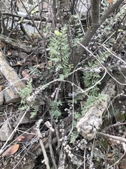 Cheilanthes hypoleuca