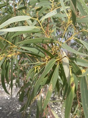 Eucalyptus elata