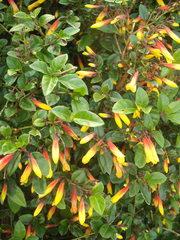 Justicia floribunda