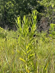 Amsonia illustris
