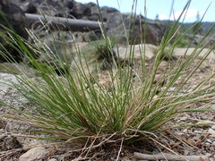 Piptatheropsis exigua