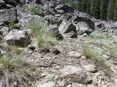 Piptatheropsis exigua