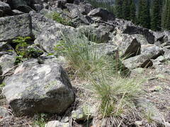 Piptatheropsis exigua