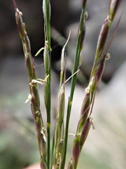 Piptatheropsis exigua