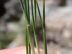 Piptatheropsis exigua